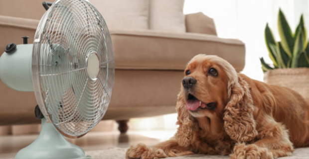 Veterinário orienta como cuidar dos pets durante o verão