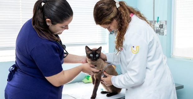 gato em consulta