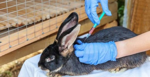Método de teste de vacinas e medicamentos injetáveis sem uso de animais é divulgado