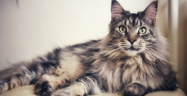 Maine Coon
