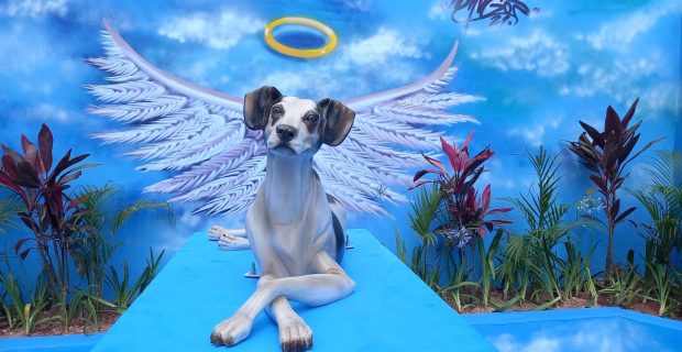 Instituto Manchinha realiza ação de apoio aos animais de rua em Osasco (SP)