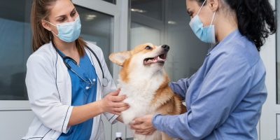 Segurança em primeiro lugar: saiba como evitar acidentes durante os atendimentos veterinários