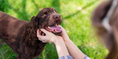 Iniciativa no Reino Unido testa IA para interpretar linguagem dos animais de estimação