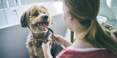 Hill's Pet Nutrition lança Oral Care, promovendo saúde bucal em cães e gatos