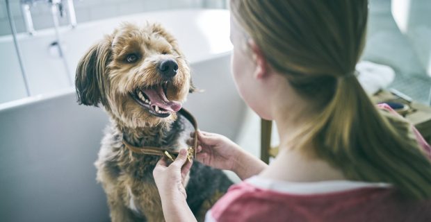 Hill's Pet Nutrition lança Oral Care, promovendo saúde bucal em cães e gatos