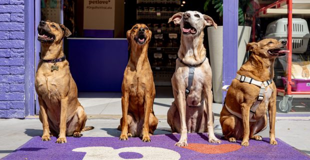 cachorro em loja