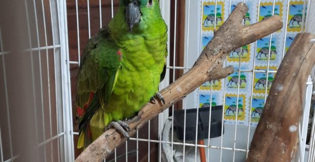Adoção de animais silvestres