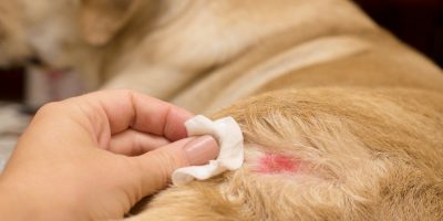 Uso de antimicrobianos em Piodermites caninas ganha novas diretrizes