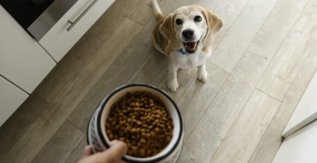Palatabilidade Cão