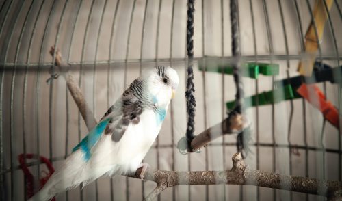 Projeto de lei em Nova Iorque quer proibir a venda de pássaros em pet shows