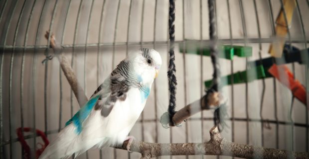 Projeto de lei em Nova Iorque quer proibir a venda de pássaros em pet shows