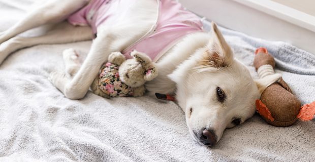 sem dor cães