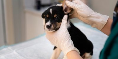 cachorro orelha veterinário