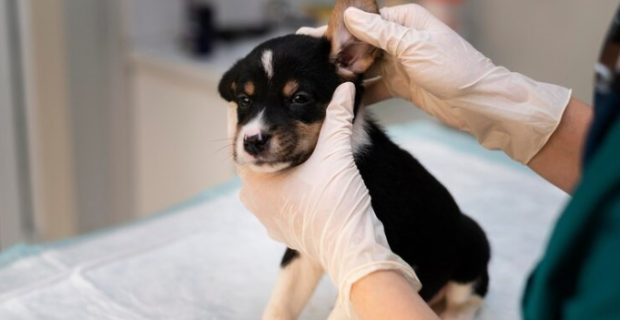 cachorro orelha veterinário