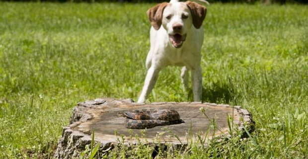 Picadas-de-animais-peçonhentos-em-pet-o-que-fazer-min