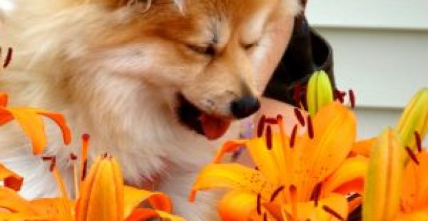 Plants-and-Dogs-300x269