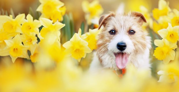 Happy,Cute,Pet,Dog,Puppy,Smiling,In,Daffodil,Flowers.,Spring,