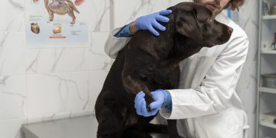 Projeto que autoriza porte de arma para médicos-veterinários avança na Câmara dos Deputados