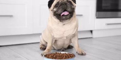 Mercado de pet food pode atingir faturamento de US$227 bilhões até 2034