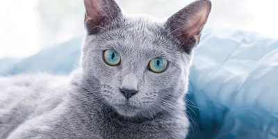 russian blue