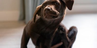 Estudo investiga ligação entre deficiência de IgA e dermatite atópica canina