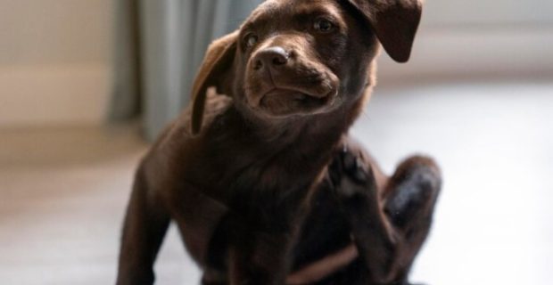cachorro