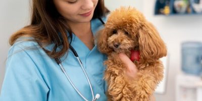 Síndrome de Cushing em cães precisa de atenção dos tutores