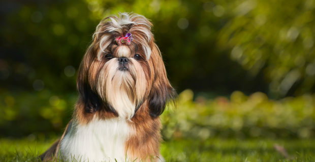 Shih-tzu