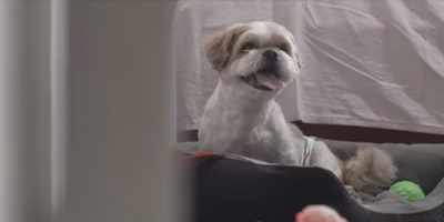 Tratamento com proteína brasileira faz cão com paralisia voltar a se movimentar