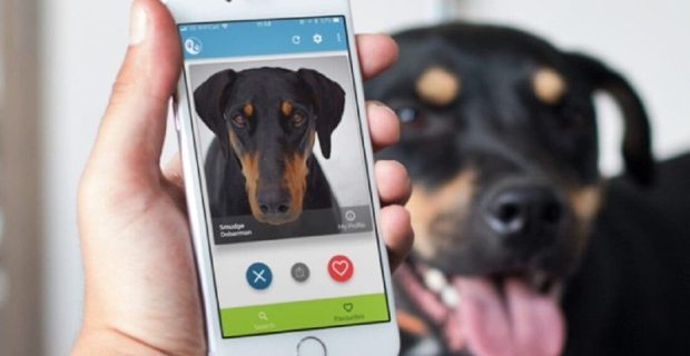Tinder-para-animais-conecta-pets-abandonados-com-pessoas-interessadas-em-adotar