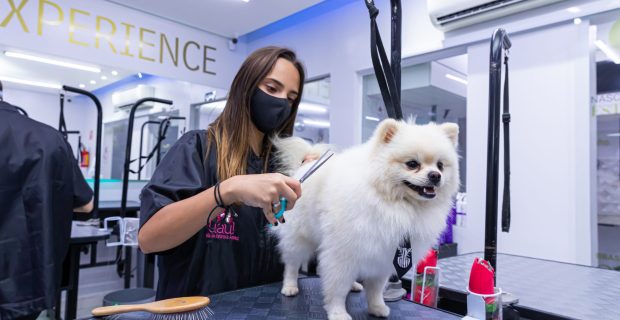 banho e tosa pets