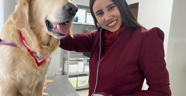 Hemocentro de cães e gatos convive com a falta de doação de sangue