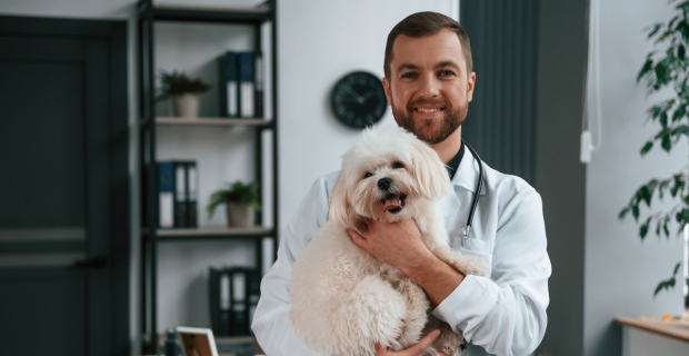 Veterinário de jaleco segurando um maltês
