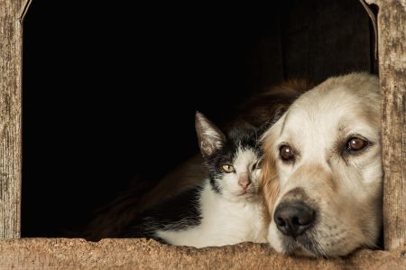 Antibióticos podem ser necessários para o tratar doenças respiratórias em cães e gatos