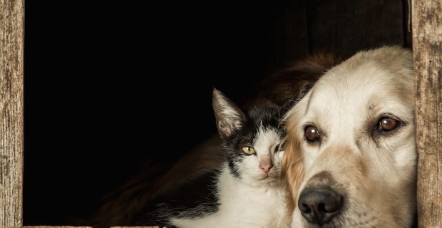 Antibióticos podem ser necessários para o tratar doenças respiratórias em cães e gatos