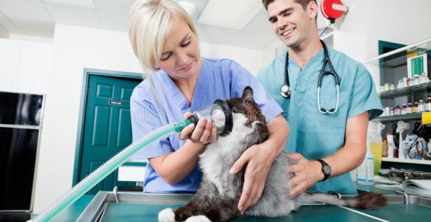 enfermagem veterinária