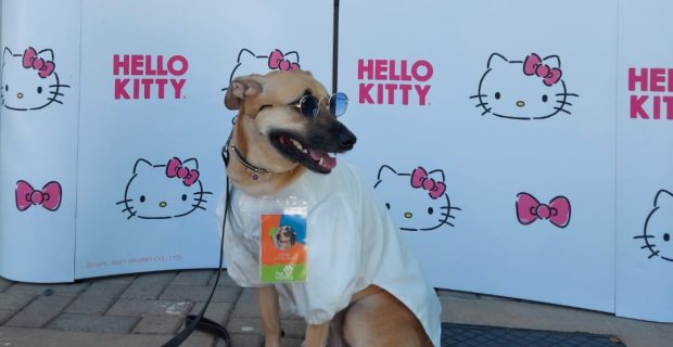 pet influencer