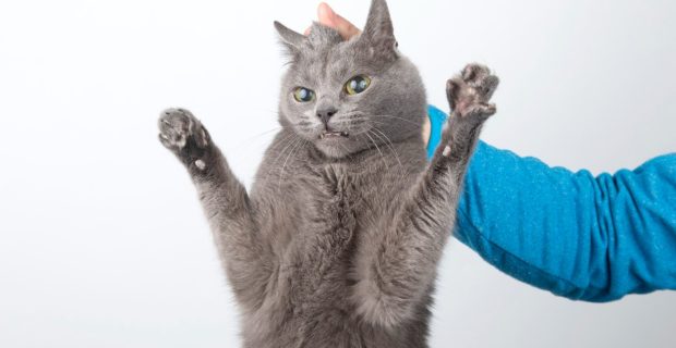 gato