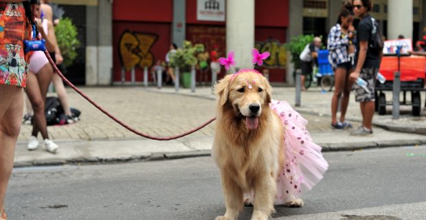carnaval pet