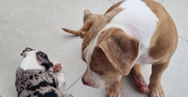 animais sociais
