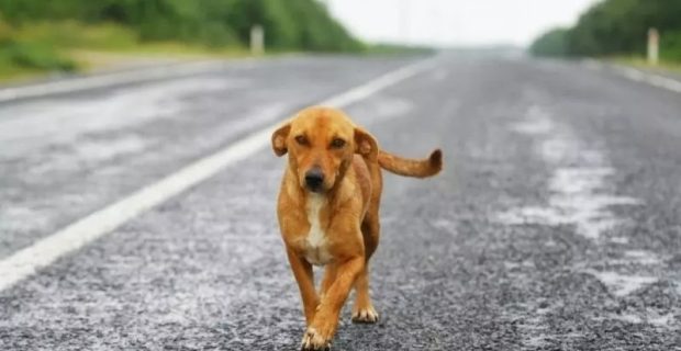 Ciência explica como cães perdidos encontram o caminho de casa