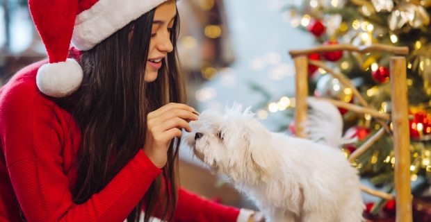 Saiba como manter o conforto e a segurança do seu pet nas festas de fim de ano