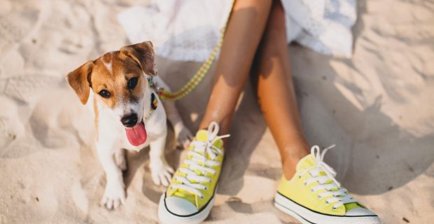 Veterinária destaca dicas para manter seu pet seguro e confortável em viagens