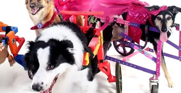 Instituto Cão de Rodinhas lança websérie contra o abandono de animais com deficiência
