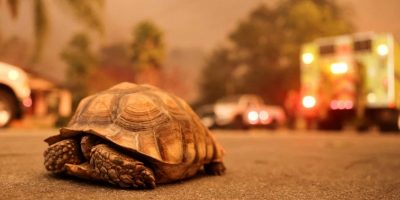 Animais também são atingidos por incêndios em Los Angeles