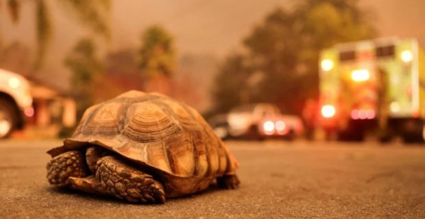 Animais também são atingidos por incêndios em Los Angeles