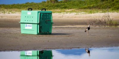 Crescem quase 50% o número de animais silvestres resgatados em cidade do litoral de SP