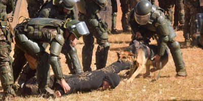 cães militares