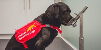 Cães são treinados para farejar câncer de intestino