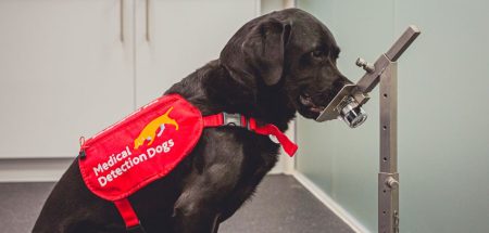 Cães são treinados para farejar câncer de intestino